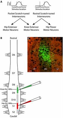 Spinal Interneurons With Dual Axon Projections to Knee-Extensor and Hip-Extensor Motor Pools